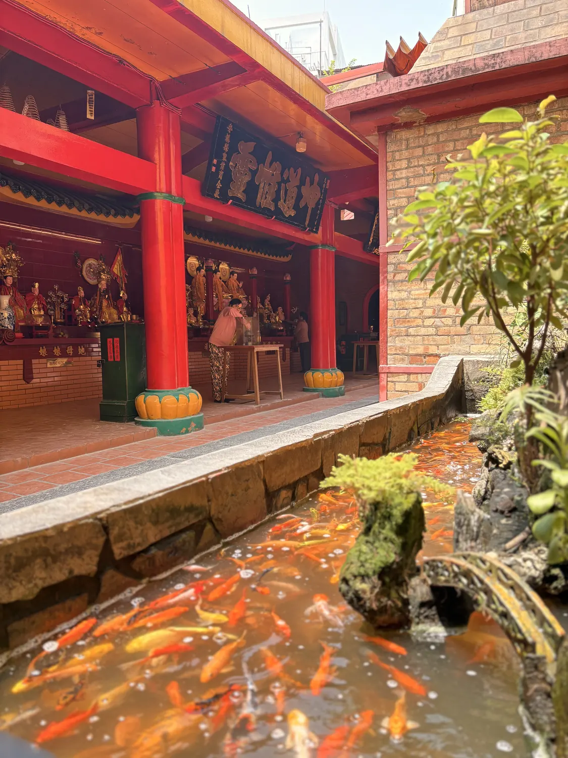 Koi pond beside a temple courtyard in Chợ Lớn