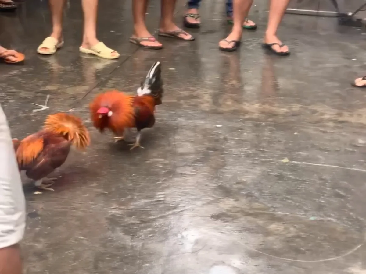 Two roosters facing each other in a crowded neighborhood setting in Saigon